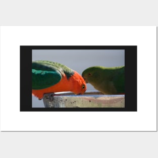 Australian King Parrots #1 Posters and Art